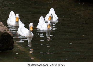 Los patos blancos nadan en un estanque en un parque recreativo en Bogor.