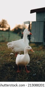 White Ducks Walking Across A Park Lawm