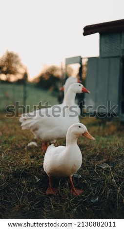 White ducks walking across a park lawm