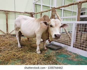 White Dwarf Cow Standing In The Cowshed