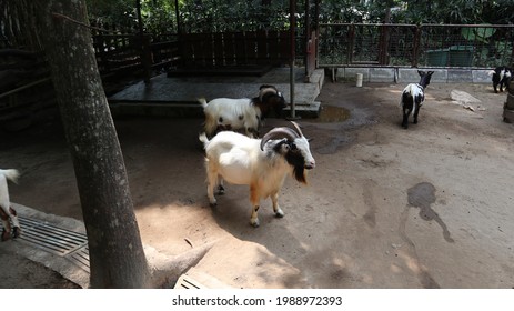 Cameroon Dwarf Goat Hd Stock Images Shutterstock