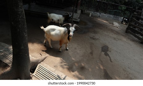 Cameroon Dwarf Goat Hd Stock Images Shutterstock