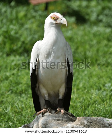 Similar – Image, Stock Photo griffon vulture Animal