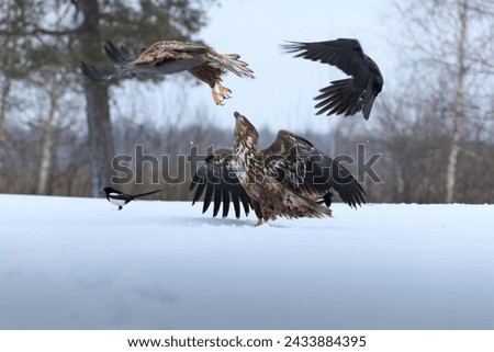 A white eagle with spread wings in a winter scenery being attacked by another white-tailed eagle and a raven