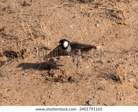 White eared bulbul takeoff from the desert sand