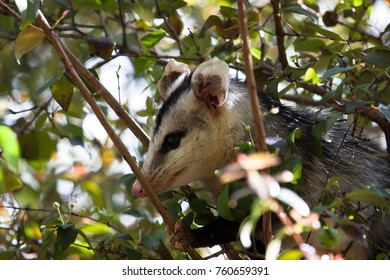 White Eared Opossum (Didelphis Albiventris) Hidden On A Branch Of Brazilian Cherry (Eugenia Uniflora). Brazil.