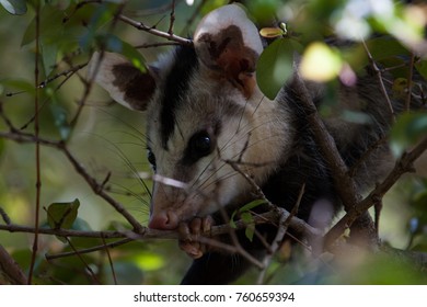 White Eared Opossum (Didelphis Albiventris) Hidden On A Branch Of Brazilian Cherry (Eugenia Uniflora). Brazil.