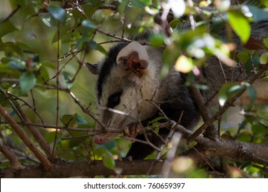 White Eared Opossum (Didelphis Albiventris) Hidden On A Branch Of Brazilian Cherry (Eugenia Uniflora). Brazil.