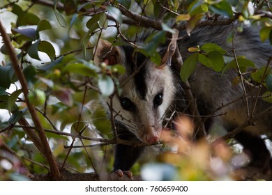 White Eared Opossum (Didelphis Albiventris) Hidden On A Branch Of Brazilian Cherry (Eugenia Uniflora). Brazil.