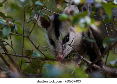 White Eared Opossum (Didelphis Albiventris) Hidden On A Branch Of Brazilian Cherry (Eugenia Uniflora). Brazil.