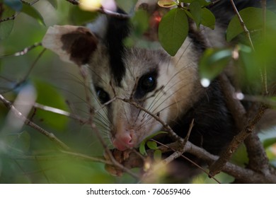 White Eared Opossum (Didelphis Albiventris) Hidden On A Branch Of Brazilian Cherry (Eugenia Uniflora). Brazil.