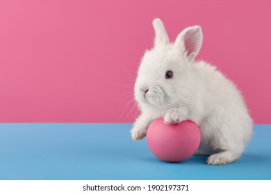 White Easter Bunny Rabbit With Egg On Blue And Pink Background