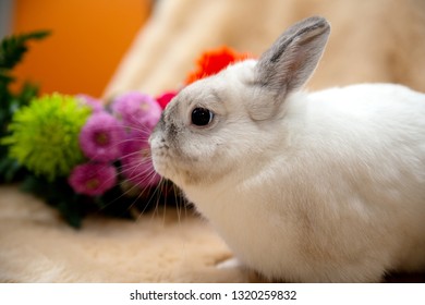 White easter bunny with some spring flowers in the background