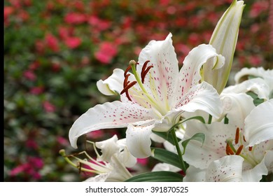 White Easter Lily With Blur Background