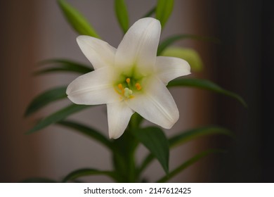 White Easter Lily Bulb With Green Leaves And Beautiful Vignette And Yellow Stamen 