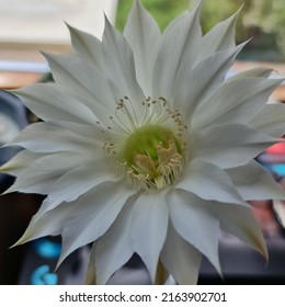 White Easter Lily Cactus Bloom 