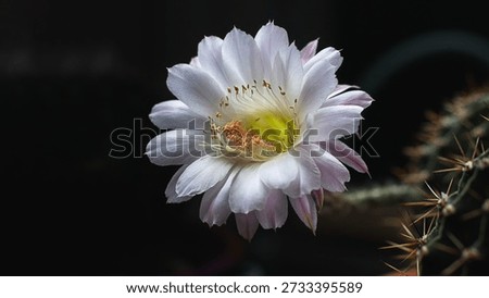 white Easter Lily cactus ECHINOPSIS