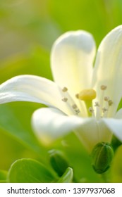 White Easter Lily. Close Up Photos