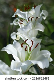 White Easter Lily Flowers In Garden. Lilies Blooming. Blossom White Lilium In A Summer. Garden Lillies With White Petals. Large Flowers In Sunny Day. Floral Background. White Madonna Lily.