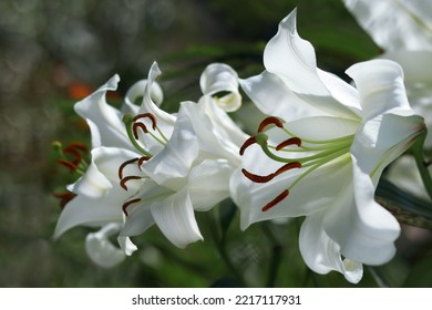 White Easter Lily Flowers In Garden. Lilies Blooming. Blossom White Lilium In A Summer. Garden Lillies With White Petals. Large Flowers In Sunny Day. Floral Background. White Madonna Lily.