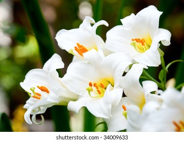 White Easter Lily Flowers In A Garden, Shallow DOF