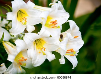 White Easter Lily Flowers In A Garden, Shallow DOF