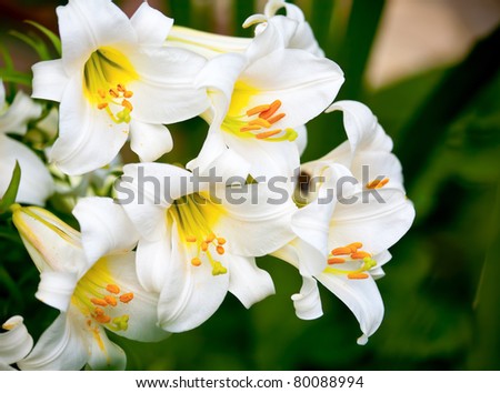 White Easter Lily flowers in a garden, shallow DOF