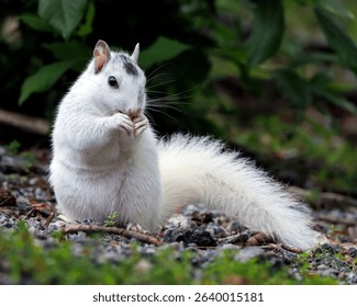 White Eastern Gray Squirrel in Brevard North Carolina