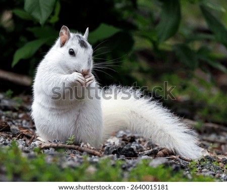 White Eastern Gray Squirrel in Brevard North Carolina