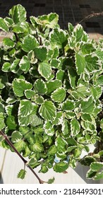 White Edged Swedish Ivy Plant