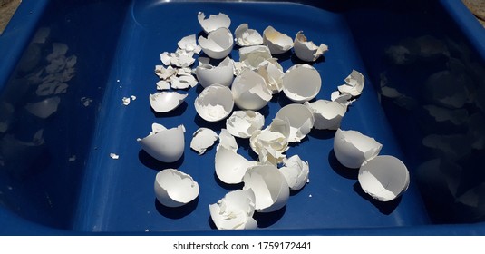 White Egg Shell Pieces, In The Advantages Are Calishium Medicine.