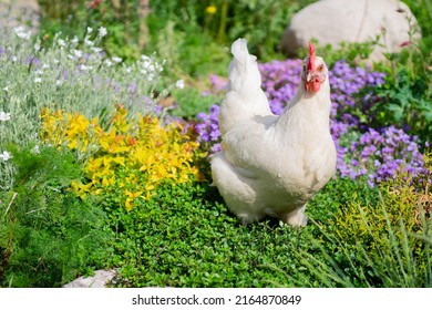 White egg-laying Leghorn hen walking in flowers in summer outside. Beautiful organic domestic layer chicken roaming free range on pasture - Powered by Shutterstock