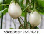 White eggplant (Solanum melongena) growing in Japan