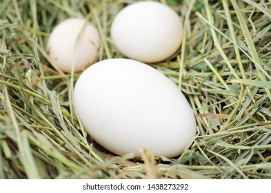 White Eggs Chicken, Ducks, Geese On Fresh Hay. Bird's Nest.