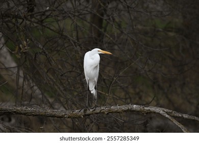 A white egret bird perched on a tree branch near a creek - Powered by Shutterstock