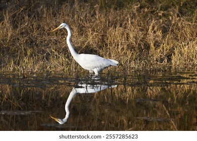 A white egret bird perched on the shore of a stream - Powered by Shutterstock