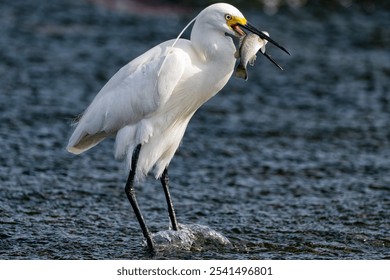 A white egret bird perched in a shallow body of water, with a fish held securely in its beak - Powered by Shutterstock