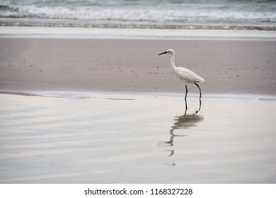 white egret bird is walking and searching for food in the water by the beach