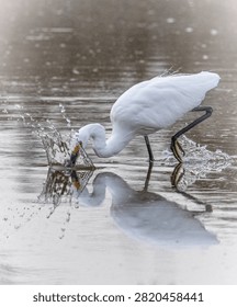 A white egret caught in action while hunting in shallow water. The bird is striking down with its beak, creating a dramatic splash and water droplets frozen in the air. Its white feathers, long black legs with yellow feet, and curved neck are clearly visible. The water reflects the egret and the splash, giving the scene a dynamic and powerful wildlife moment
