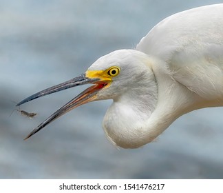 White Egret Eating A Marine Isopod