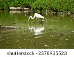 White egret feeding on marshland in Virginia for environmental and conservation education nature tourism and wildlife conservation