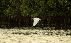 White Egret Flying Over An Oysterbar At Golden Hour