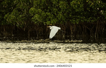 white egret flying over an oysterbar at golden hour