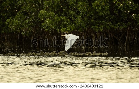 white egret flying over an oysterbar at golden hour