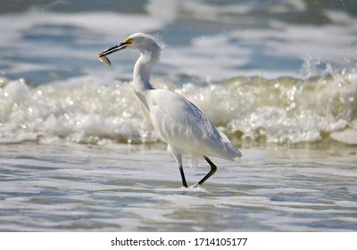 White egret with his catch at the beach - Powered by Shutterstock