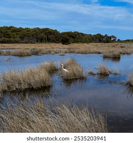 A white egret hunted in the shallow waters of a wetland, while Lake Richmond and its streams and wetlands formed a picturesque landscape under a sunny, breezy, and partly cloudy October sky. - Powered by Shutterstock