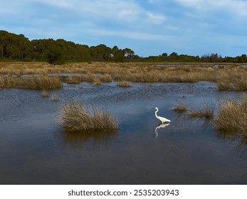 A white egret hunted in the shallow waters of a wetland, while Lake Richmond and its streams and wetlands formed a picturesque landscape under a sunny, breezy, and partly cloudy October sky. - Powered by Shutterstock