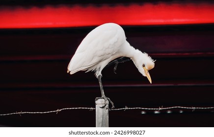 "White egret perched, looking down, red background, barbed wire." - Powered by Shutterstock