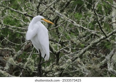 A white egret perched on a branch in a lush green forest, showcasing its long neck and yellow beak. - Powered by Shutterstock