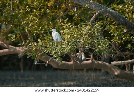 a white egret sitting on branches of sundari tree (heritiera fomes) inside swamps of Sundarbans Biosphere reserve, the largest contiguous mangrove forest in the world.